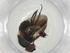  (Chaetostigmoptera Malaise5386 - CBG-A10630-C03)  @11 [ ] CreativeCommons - Attribution Share - Alike (2023) Centre for Biodiversity Genomics Centre for Biodiversity Genomics