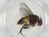  (Siphona malaise5425 - CBG-A10630-D02)  @11 [ ] CreativeCommons - Attribution Share - Alike (2023) Centre for Biodiversity Genomics Centre for Biodiversity Genomics