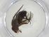  (Siphona Janzen13 - CBG-A10632-F05)  @11 [ ] CreativeCommons - Attribution Share - Alike (2023) Centre for Biodiversity Genomics Centre for Biodiversity Genomics