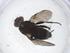  (Chaetostigmoptera Malaise7614 - CBG-A10635-A02)  @11 [ ] CreativeCommons - Attribution Share - Alike (2023) Centre for Biodiversity Genomics Centre for Biodiversity Genomics