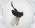  (Phytomyptera Malaise8258 - CBG-A10636-G01)  @11 [ ] CreativeCommons - Attribution Share - Alike (2023) Centre for Biodiversity Genomics Centre for Biodiversity Genomics
