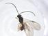  (Shawiana Malaise3453 - CBG-A10641-B10)  @11 [ ] CreativeCommons - Attribution Share - Alike (2023) Centre for Biodiversity Genomics Centre for Biodiversity Genomics