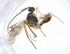  (Meteorus Malaise2379 - CBG-A10642-D01)  @11 [ ] CreativeCommons - Attribution Share - Alike (2023) Centre for Biodiversity Genomics Centre for Biodiversity Genomics