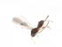  (Ecphylus Malaise8064 - CBG-A10644-D12)  @11 [ ] CreativeCommons - Attribution Share - Alike (2023) Centre for Biodiversity Genomics Centre for Biodiversity Genomics
