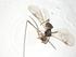  (Stiropius Malaise9742 - CBG-A10711-A09)  @11 [ ] CreativeCommons - Attribution Share - Alike (2023) Centre for Biodiversity Genomics Centre for Biodiversity Genomics