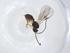  (opiMalaise01 Malaise3452 - CBG-A10741-C10)  @11 [ ] CreativeCommons - Attribution Share - Alike (2023) Centre for Biodiversity Genomics Centre for Biodiversity Genomics