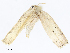  (Antaeotricha Malaise1139 - CBG-A10813-A06)  @11 [ ] CreativeCommons - Attribution Share - Alike (2023) CBG Photography Group Centre for Biodiversity Genomics