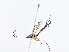  ( - CBG-A10813-C04)  @11 [ ] CreativeCommons - Attribution Share - Alike (2023) CBG Photography Group Centre for Biodiversity Genomics