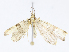  (Psaliodes crassinotaDHJ4 - CBG-A10813-E09)  @11 [ ] CreativeCommons - Attribution Share - Alike (2023) CBG Photography Group Centre for Biodiversity Genomics