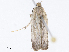  ( - CBG-A10813-F09)  @11 [ ] CreativeCommons - Attribution Share - Alike (2023) CBG Photography Group Centre for Biodiversity Genomics