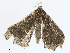  ( - CBG-A10814-B04)  @11 [ ] CreativeCommons - Attribution Share - Alike (2023) CBG Photography Group Centre for Biodiversity Genomics