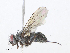  (Cholomyia Malaise8691 - CBG-A10815-F08)  @11 [ ] CreativeCommons - Attribution Share - Alike (2023) CBG Photography Group Centre for Biodiversity Genomics