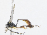  (Casinaria Janzen4446 - CBG-A10816-B03)  @11 [ ] CreativeCommons - Attribution Share - Alike (2023) CBG Photography Group Centre for Biodiversity Genomics