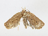  (elachMalaise5076 - CBG-A10816-F09)  @11 [ ] CreativeCommons - Attribution Share - Alike (2023) CBG Photography Group Centre for Biodiversity Genomics