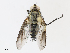  (Thelairaporia Janzen4647 - CBG-A10817-B12)  @11 [ ] CreativeCommons - Attribution Share - Alike (2023) CBG Photography Group Centre for Biodiversity Genomics