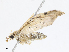  (Neurophyseta Malaise9079 - CBG-A10818-A04)  @11 [ ] CreativeCommons - Attribution Share - Alike (2023) CBG Photography Group Centre for Biodiversity Genomics