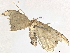  (Scopula Malaise1508 - CBG-A10818-D09)  @11 [ ] CreativeCommons - Attribution Share - Alike (2023) CBG Photography Group Centre for Biodiversity Genomics
