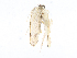  ( - CBG-A10818-H06)  @11 [ ] CreativeCommons - Attribution Share - Alike (2023) CBG Photography Group Centre for Biodiversity Genomics