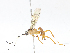  ( - CBG-A10819-G09)  @11 [ ] CreativeCommons - Attribution Share - Alike (2023) CBG Photography Group Centre for Biodiversity Genomics