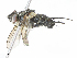  ( - CBG-A10819-G12)  @11 [ ] CreativeCommons - Attribution Share - Alike (2023) CBG Photography Group Centre for Biodiversity Genomics