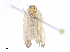  ( - CBG-A10819-H05)  @11 [ ] CreativeCommons - Attribution Share - Alike (2023) CBG Photography Group Centre for Biodiversity Genomics