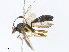  ( - CBG-A13193-B11)  @11 [ ] CreativeCommons - Attribution Share - Alike (2023) CBG Photography Group Centre for Biodiversity Genomics