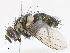  ( - CBG-A13194-G06)  @11 [ ] CreativeCommons - Attribution Share - Alike (2023) CBG Photography Group Centre for Biodiversity Genomics