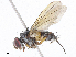  ( - CBG-A13195-H04)  @11 [ ] CreativeCommons - Attribution Share - Alike (2023) CBG Photography Group Centre for Biodiversity Genomics