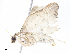 ( - CBG-A13196-H08)  @11 [ ] CreativeCommons - Attribution Share - Alike (2023) CBG Photography Group Centre for Biodiversity Genomics