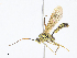  ( - CBG-A13197-C09)  @11 [ ] CreativeCommons - Attribution Share - Alike (2023) CBG Photography Group Centre for Biodiversity Genomics