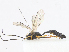  (Campoplex Malaise0621 - CBG-A13198-D07)  @11 [ ] CreativeCommons - Attribution Share - Alike (2023) CBG Photography Group Centre for Biodiversity Genomics