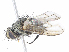  ( - CBG-A13198-H11)  @11 [ ] CreativeCommons - Attribution Share - Alike (2023) CBG Photography Group Centre for Biodiversity Genomics