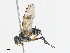  ( - CBG-A13199-A02)  @11 [ ] CreativeCommons - Attribution Share - Alike (2023) CBG Photography Group Centre for Biodiversity Genomics