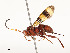  ( - CBG-A51984-E04)  @11 [ ] CreativeCommons - Attribution Share - Alike (2024) CBG Photography Group Centre for Biodiversity Genomics