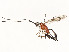  ( - CBG-A51984-G06)  @11 [ ] CreativeCommons - Attribution Share - Alike (2024) CBG Photography Group Centre for Biodiversity Genomics