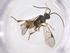  (Hypomicrogaster Malaise7101 - CBG-A52390-H02)  @11 [ ] CreativeCommons - Attribution Share - Alike (2024) Centre for Biodiversity Genomics Centre for Biodiversity Genomics