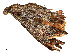  ( - CBG-A54425-A01)  @11 [ ] CreativeCommons - Attribution Share - Alike (2024) CBG Photography Group Centre for Biodiversity Genomics