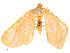  (Eubaphe Malaiase9540 - CBG-A54425-A05)  @11 [ ] CreativeCommons - Attribution Share - Alike (2024) CBG Photography Group Centre for Biodiversity Genomics