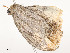  ( - CBG-A54425-B12)  @11 [ ] CreativeCommons - Attribution Share - Alike (2024) CBG Photography Group Centre for Biodiversity Genomics