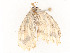  ( - CBG-A54425-C05)  @11 [ ] CreativeCommons - Attribution Share - Alike (2024) CBG Photography Group Centre for Biodiversity Genomics