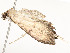  ( - CBG-A54425-C08)  @11 [ ] CreativeCommons - Attribution Share - Alike (2024) CBG Photography Group Centre for Biodiversity Genomics