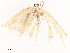  ( - CBG-A54425-D01)  @11 [ ] CreativeCommons - Attribution Share - Alike (2024) CBG Photography Group Centre for Biodiversity Genomics