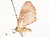  ( - CBG-A54425-D03)  @11 [ ] CreativeCommons - Attribution Share - Alike (2024) CBG Photography Group Centre for Biodiversity Genomics