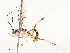  ( - CBG-A54425-G08)  @11 [ ] CreativeCommons - Attribution Share - Alike (2024) CBG Photography Group Centre for Biodiversity Genomics