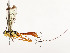  ( - CBG-A54426-A05)  @11 [ ] CreativeCommons - Attribution Share - Alike (2024) CBG Photography Group Centre for Biodiversity Genomics
