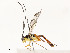  ( - CBG-A54427-D11)  @11 [ ] CreativeCommons - Attribution Share - Alike (2024) CBG Photography Group Centre for Biodiversity Genomics