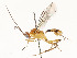  (Meteorus Zitani01DHJ06 - CBG-A54427-F11)  @11 [ ] CreativeCommons - Attribution Share - Alike (2024) CBG Photography Group Centre for Biodiversity Genomics