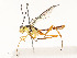  ( - CBG-A54427-G06)  @11 [ ] CreativeCommons - Attribution Share - Alike (2024) CBG Photography Group Centre for Biodiversity Genomics