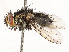  (Eucelatoria Janzen5729 - CBG-A54433-E08)  @11 [ ] CreativeCommons - Attribution Share - Alike (2024) CBG Photography Group Centre for Biodiversity Genomics