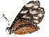  ( - CBG-A54433-F11)  @11 [ ] CreativeCommons - Attribution Share - Alike (2024) CBG Photography Group Centre for Biodiversity Genomics